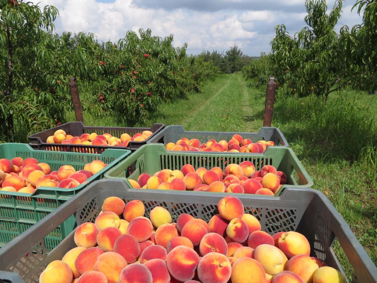 Agroturystyka Agnieszki Murszewskiej Sandoměř Exteriér fotografie